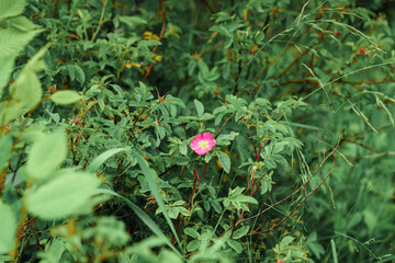 Rosehip bush with a pink flower grows on the street.