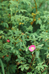 Rosehip bush with a pink flower grows on the street.