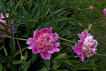 pink flowers