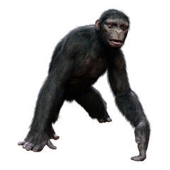 Fototapeta premium 3D Rendering Chimpanzee on White