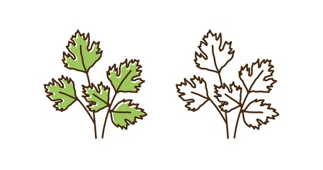 Set of organic colorful and monochrome parsley in line art style. Natural herbal with stem and leaves vector illustration. Seasonal edible herb with vitamin nutrition ingredient isolated on white