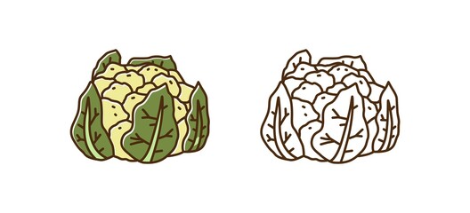 Organic raw cauliflower colorful and monochrome set in line art style. Natural ripe whole cabbage vector illustration. Seasonal vegetable with significant source of nutrients isolated on white