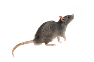 side view of a gray little fluffy and smart rat on an isolated background