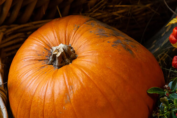 orange pumpkin big closeup design autumn seasonal vegetable farmer harvest