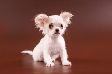 Puppy Chihuahua on a brown background.
