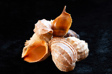 set of nautilus shells beige and with a pearl core on a dark background