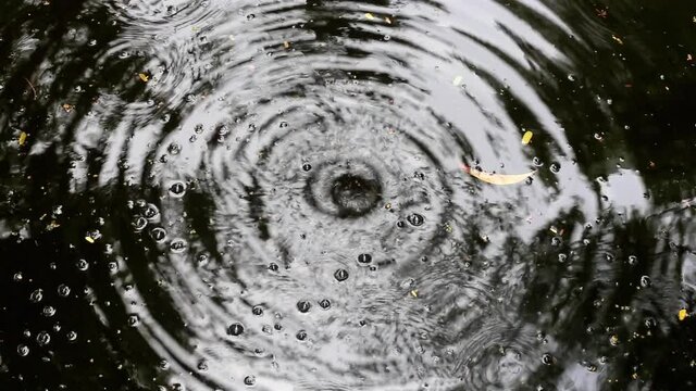 Constantly falling water drops create large capillary waves in rippled pond water. Some fallen leaves and yellow acacia flowers floating on the water surface.