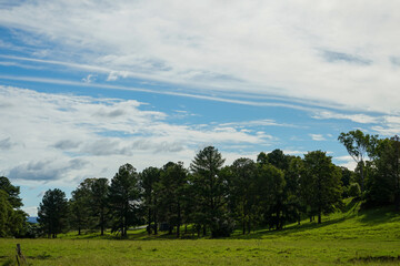 Fototapeta na wymiar Country scene: view across green grass to trees on a hillside with beautiful clouds in blue sky. Scenic Rim, Queensland, Australia.
