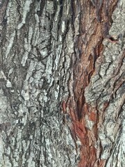 bark of a tree
