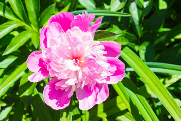 Gorgeous peony flower on a background of green leaves. Peonies flower bloom at spring and summer. Suitable for greeting cards and there is space for text