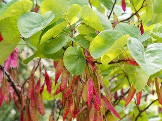 Cercis siliquastrum |  Arbre de Judée ou Gainier aux fines gousses brun-rouge, plates, pendantes et rutilantes, au feuillage vert bleuâtre le long de rameaux pourpres