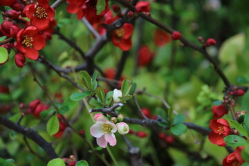 赤と白のボケの花