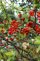 赤と白のボケの花