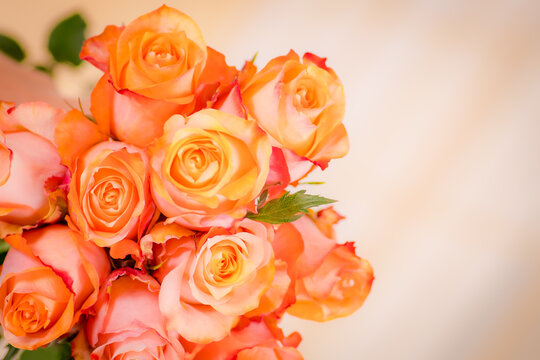 Close up macro photo of peach Twilight roses variety, studio shot.