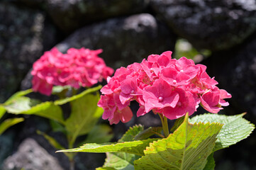 colorful hydrangeas blooming in spring and summer.