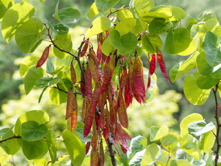 Cercis siliquastrum |  Arbre de Judée ou Gainier aux fines gousses brun-rouge, plates, pendantes...