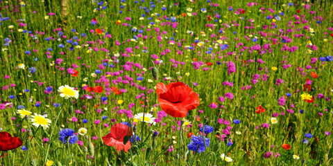 wildflower meadow in the sunshine