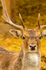 brown deer portrait looking at the camera big with branchy horns close-up