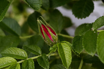 red admiral butterfly