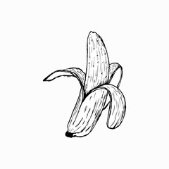 bananas. Vector illustration of the sketch style.