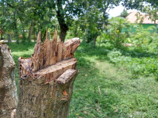 Fototapeta na wymiar Large log in rural woodland countryside in Yogyakarta, indonesia