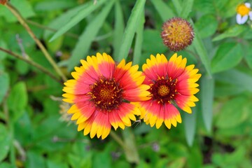 Tiger skin chrysanthemum flower(Gaillardia pulchella),in Taiwan.