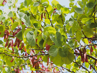 Cercis siliquastrum |  Arbre de Judée ou Gainier aux fines gousses brun-rouge, plates, pendantes...
