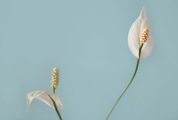 White flower on the blue wall background, close up
