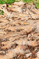 pattern tree roots wooden brown background closeup base tropical