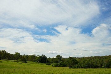 Obraz premium Beautiful blue sky with cirrostratus clouds, green grass and trees in the foreground.