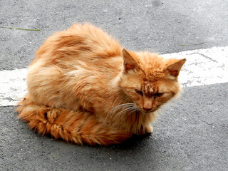 ginger cat with long white whiskers sitting on the road