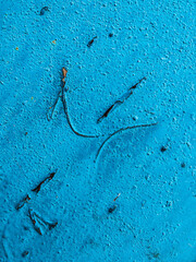 Background from painted rusty metal. Painted iron with damaged old paint and smudges of brown rust.