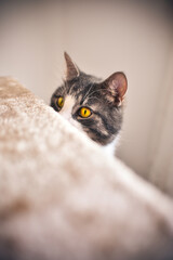 Funny striped kitten with golden eyes hunting