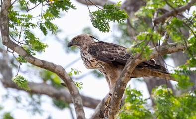 Crested Hawk Eagles photographed at Yala National Park, Block 5