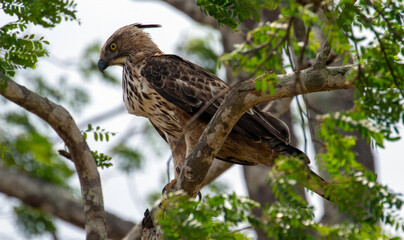 Crested Hawk Eagles photographed at Yala National Park, Block 5