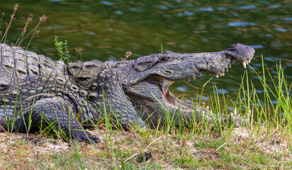 Mugger Crocodile photographed at Yala National Park Block 5 in Sri Lanka 