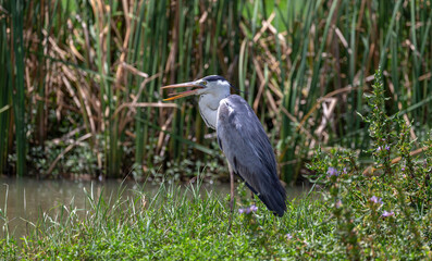 Gray Heron photographed at Bundala National Park, Sri Lanka