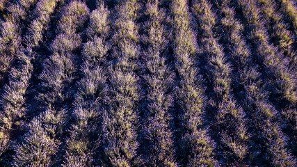 Lavender Field in the summer sunset time