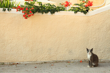 Stray cats in Santorini, Greece.