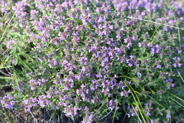 purple flowers in the grass