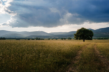 Obraz premium lonely old oak in a field at spring sunset