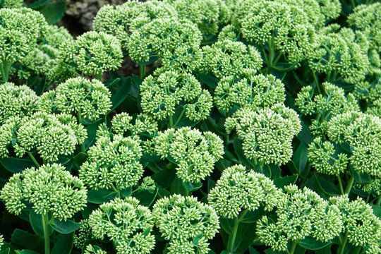 Ornamental kale, cauliflower hybrid. A lot of decorative cabbage inflorescences. Green background.
