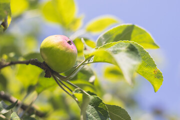 green apple on a tree - close up view of a unripe apple on a branch with leaves