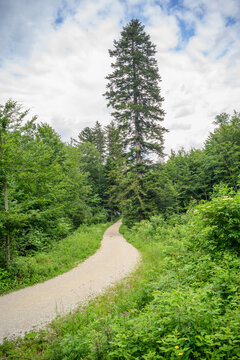 giant fir tree, abies alba near lake langbathsee, ebensee, salzkemmrgut, upper austria