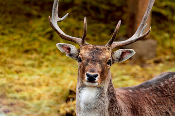 adult brown deer portrait with big horns, wild animal close-up