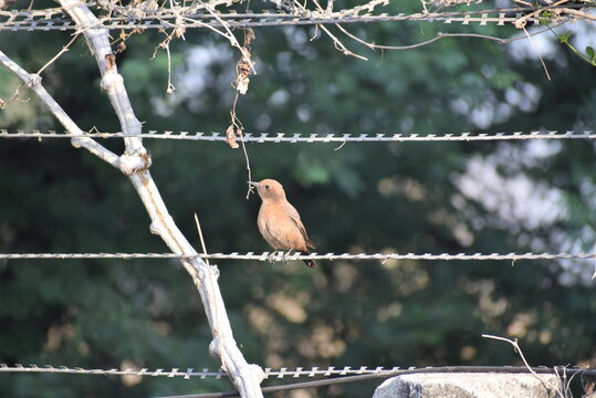 Brown Rock Chat, Bird, Nature