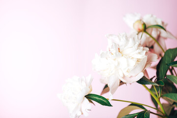 Naklejka na ściany i meble Beautiful delicate peonies on a pink background, blooming flowers, March 8, mother's day, birthday present