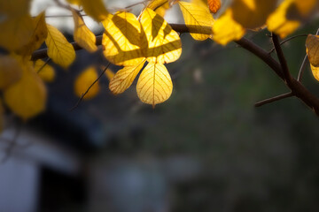 yellow autumn leaves