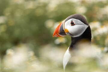 Fototapeta premium Puffin headshot surrounded by out of focus daisy flowers (mayweed)