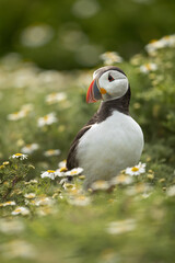 Puffin standing surrounded by daisy flowers (mayweed).  